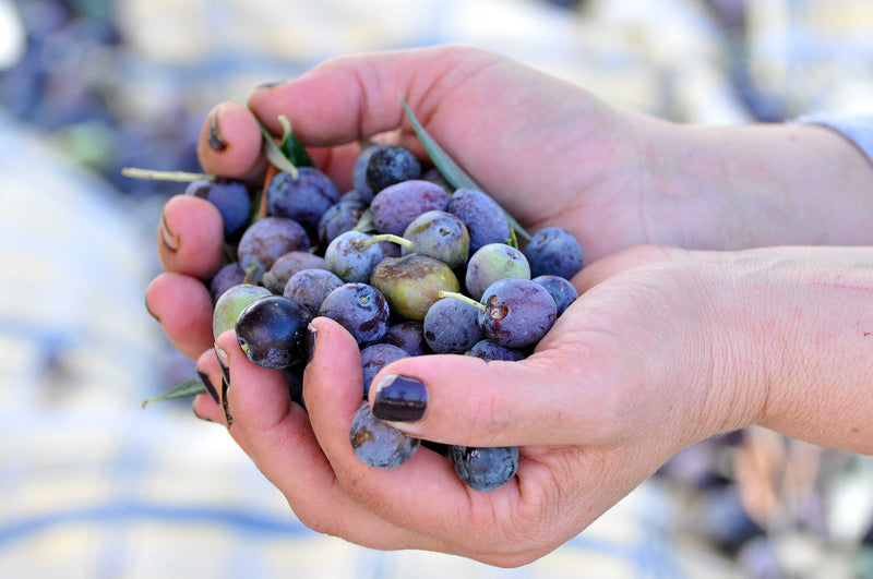 Hands holding olives