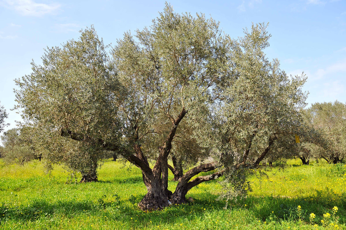 An olive tree